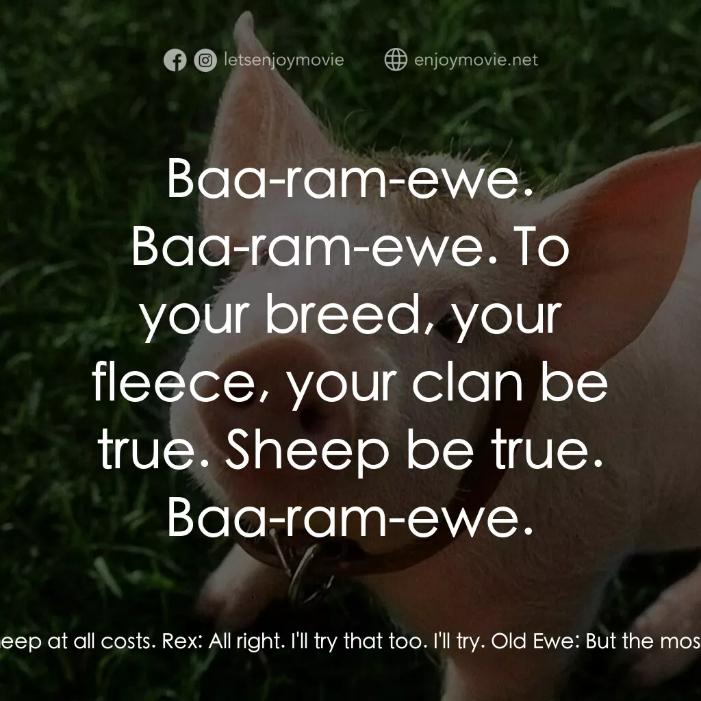 寶貝小豬嘜電影對白：Old Ewe:  We've got something here that might be of use to our pig. Sheep, Sheep,