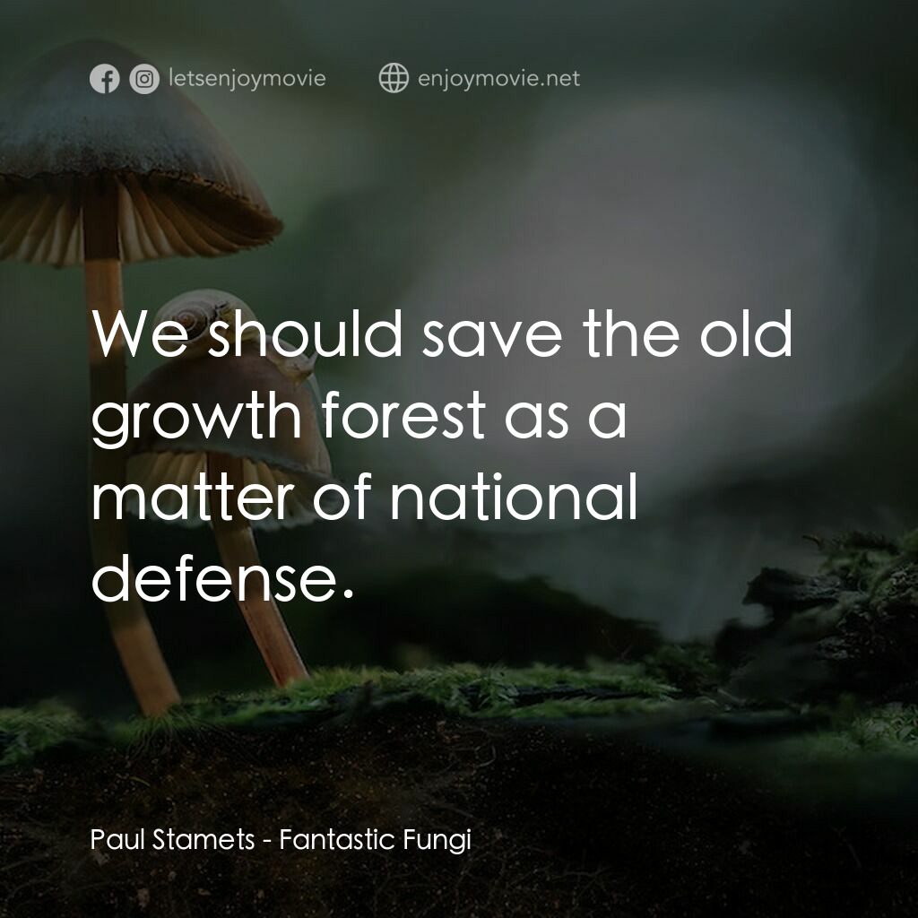 美妙蕈菇電影對白：Paul Stamets:  We should save the old growth forest as a matter of national defen