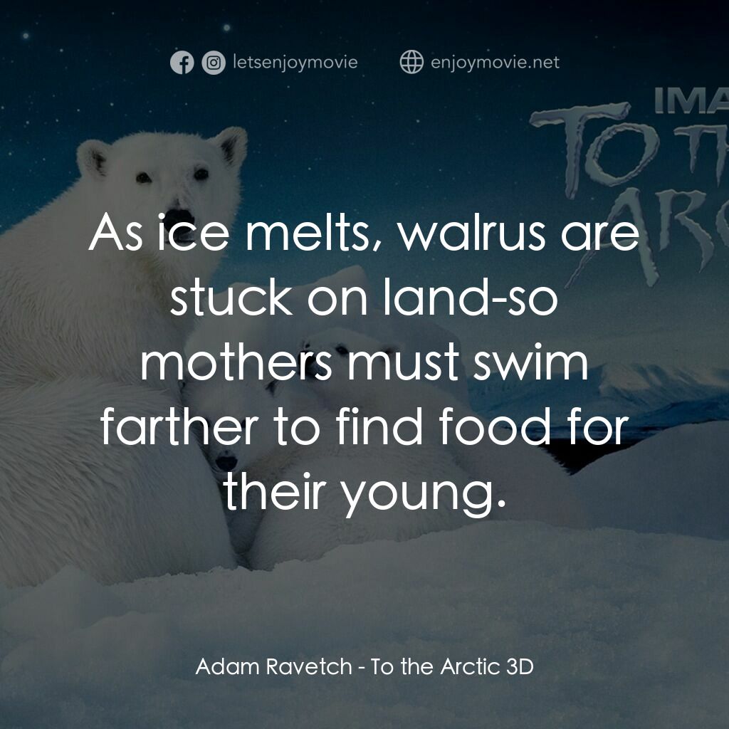 到北極去電影對白：Adam Ravetch:  As ice melts, walrus are stuck on land-so mothers must swim farthe