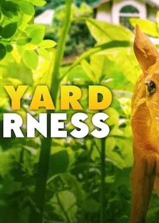 《後院風光》電影海報