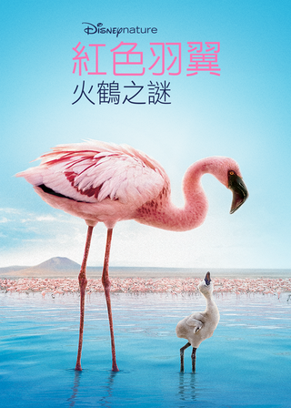 《紅色羽翼：火鶴之謎》電影海報