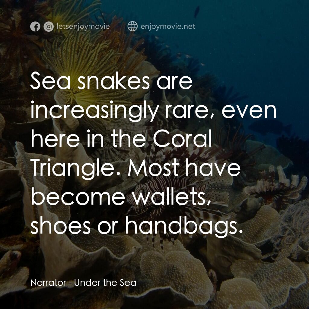 - 海底世界電影對白：Narrator:  Sea snakes are increasingly rare, even here in the Coral Triangle. Mos