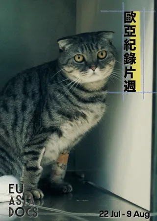 電影的資料