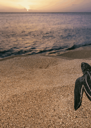 《Sea of Hope: America's Underwater Treasures》電影海報