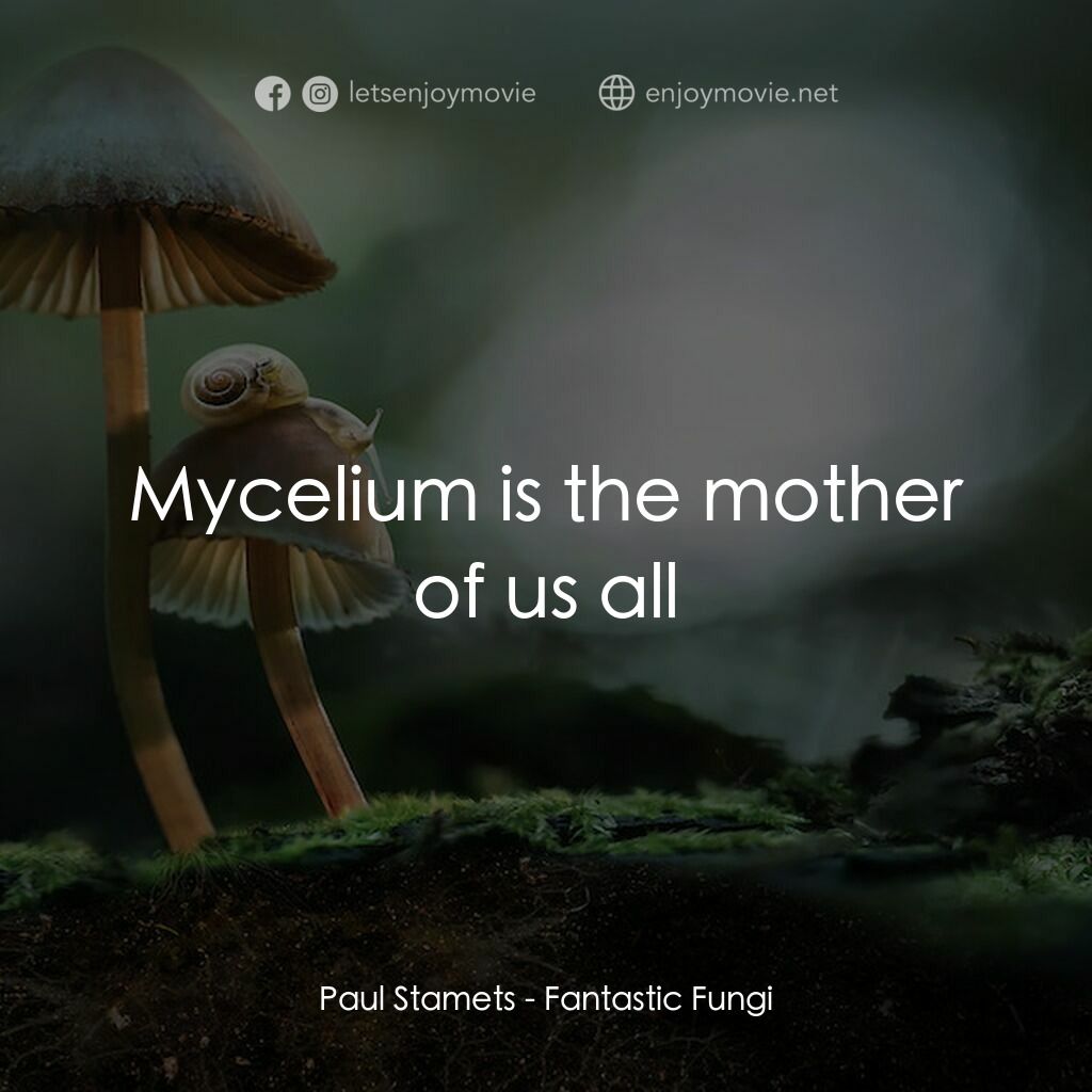 《美妙蕈菇》經典台詞：Paul Stamets:  Mycelium is the mother of us all