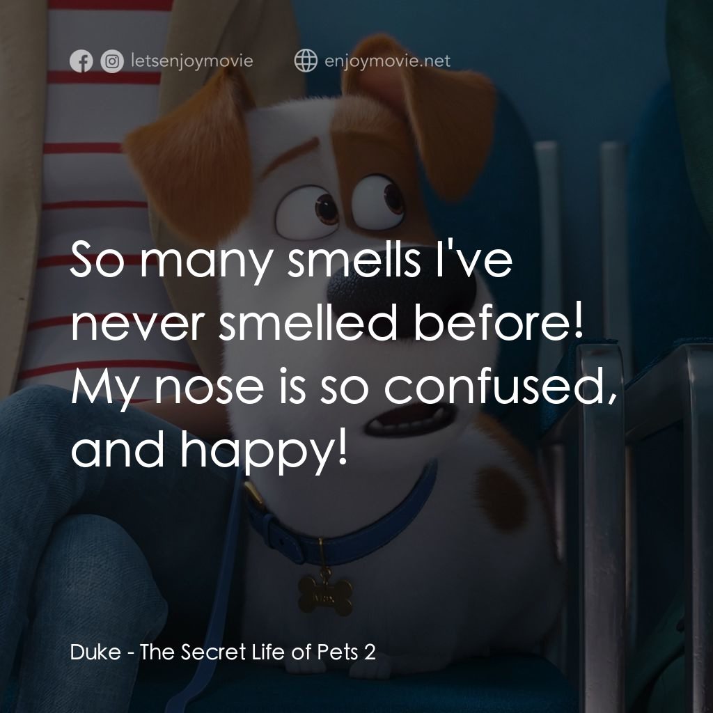 Pet Pet當家 2電影對白：Duke: So many smells I've never smelled before! My nose is so confused, and happy