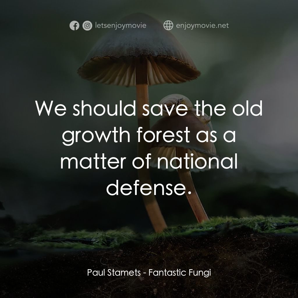 美妙蕈菇經典對白：Paul Stamets: We should save the old growth forest as a matter of national defense.