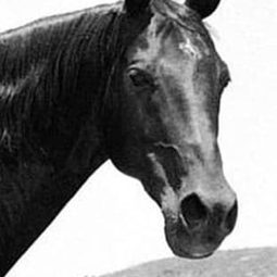 Highland Dale - The Return of Wildfire演員 飾演Wildfire - the Horse