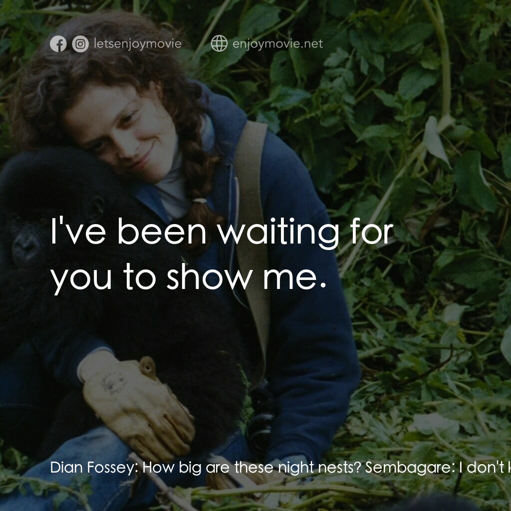 迷霧森林十八年電影對白：Dian Fossey:  How big are these night nests? Sembagare:  I don't know. Dian Fosse