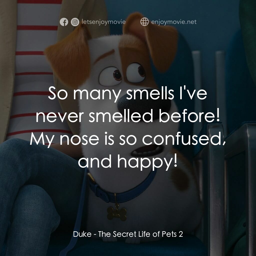 Pet Pet當家 2電影對白：Duke:  So many smells I've never smelled before! My nose is so confused, and happ