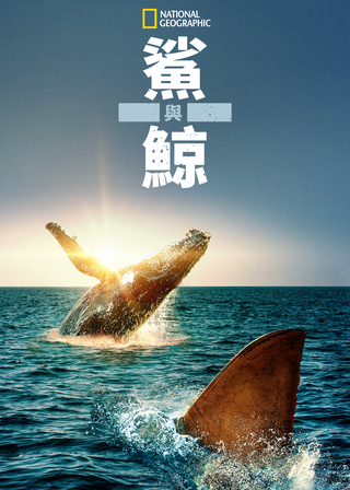 《鯊與鯨》電影海報