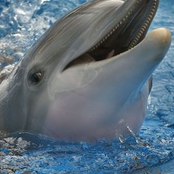 Winter The Dolphin 飾演 Winter