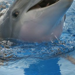 Winter The Dolphin 飾演 Winter