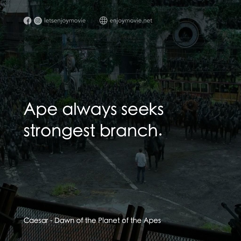 猩球崛起：黎明的進擊電影對白：Caesar: Ape always seeks strongest branch.