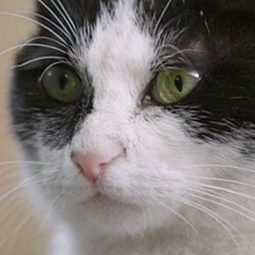 Sari 飾演 Herself (Cat)