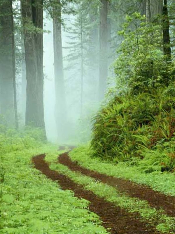 ウルルの森の物語電影劇照