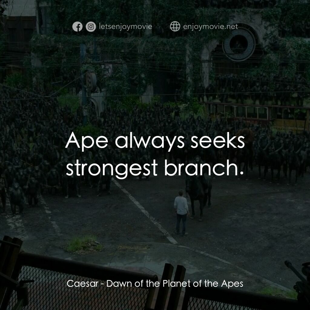 猩球崛起：黎明的進擊電影對白：Caesar:  Ape always seeks strongest branch.