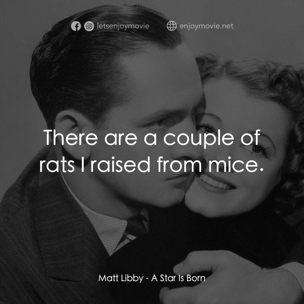 A Star Is Born電影對白：Matt Libby:  There are a couple of rats I raised from mice.