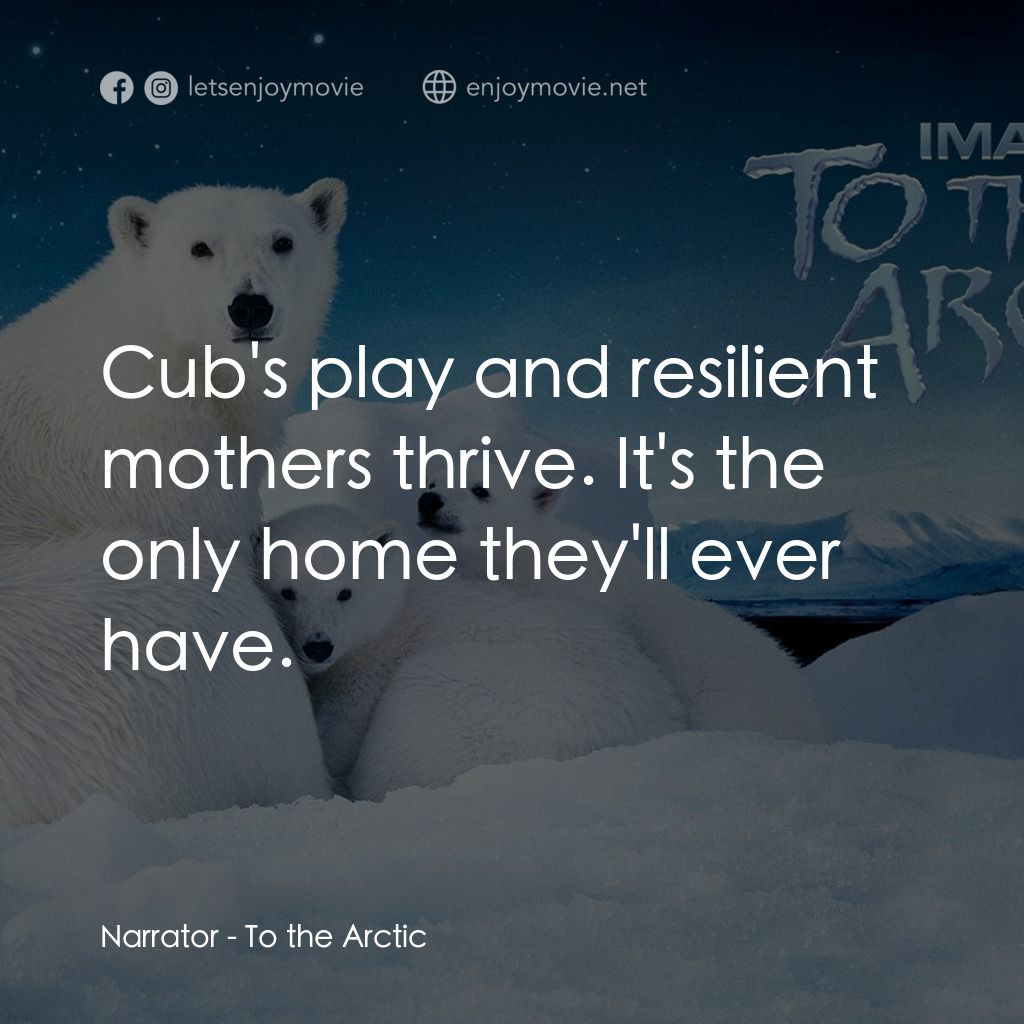 到北極去電影對白：Narrator: Cub's play and resilient mothers thrive. It's the only home they'll eve