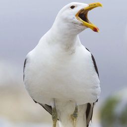 Sully Seagull 飾演 Seagull (credited as "Sully 'Steven' Seagull")