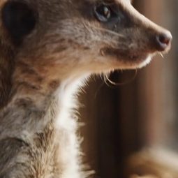 Elvis le Suricate 飾演 Trevor