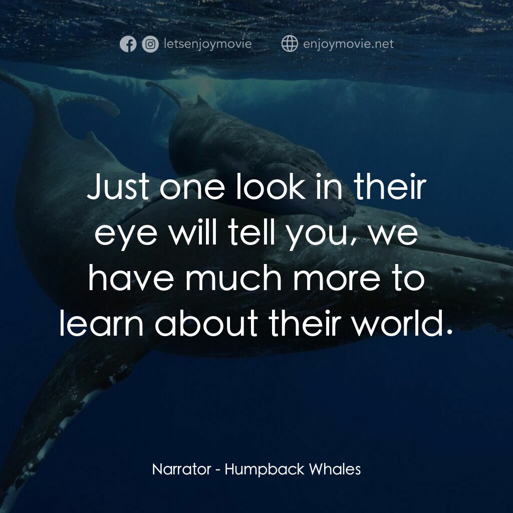 《Humpback Whales》經典台詞：Narrator:  Just one look in their eye will tell yo ...