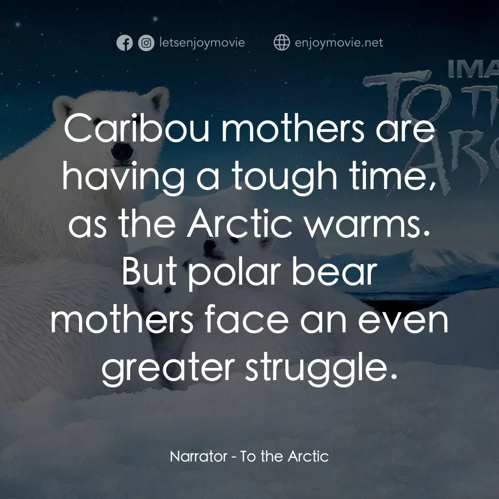 到北極去電影對白：Narrator: Caribou mothers are having a tough time, as the Arctic warms. But polar