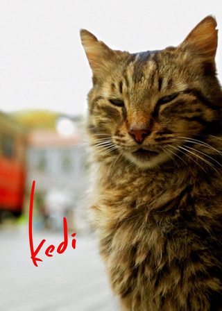 《走過貓咪聖地》電影海報