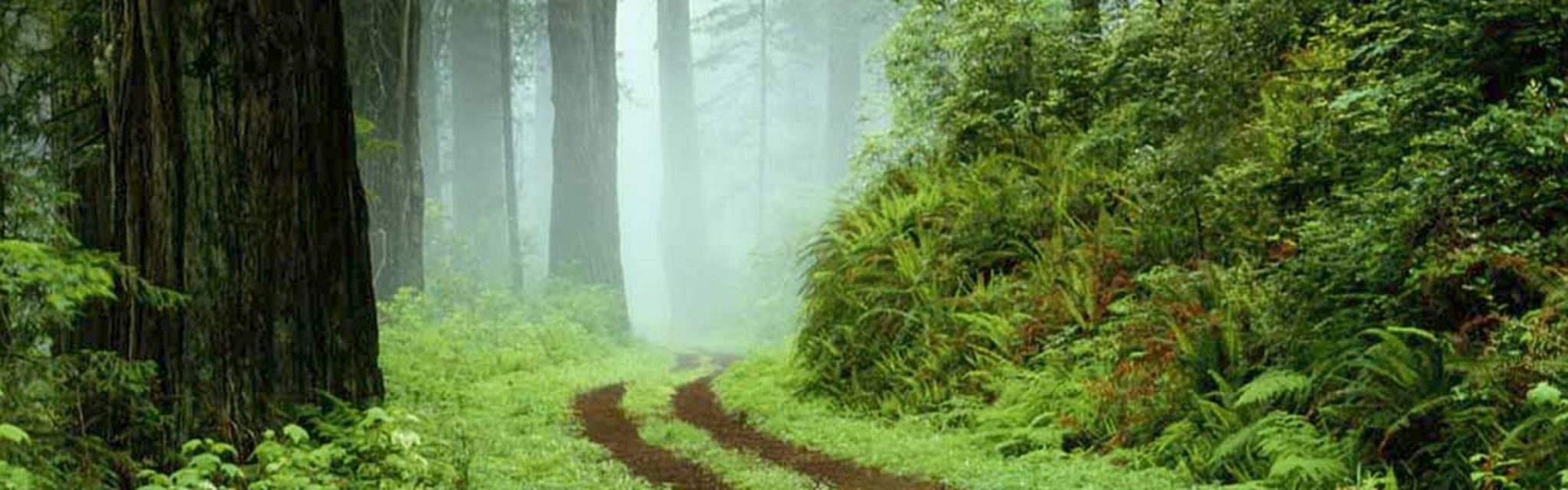 ウルルの森の物語電影劇照