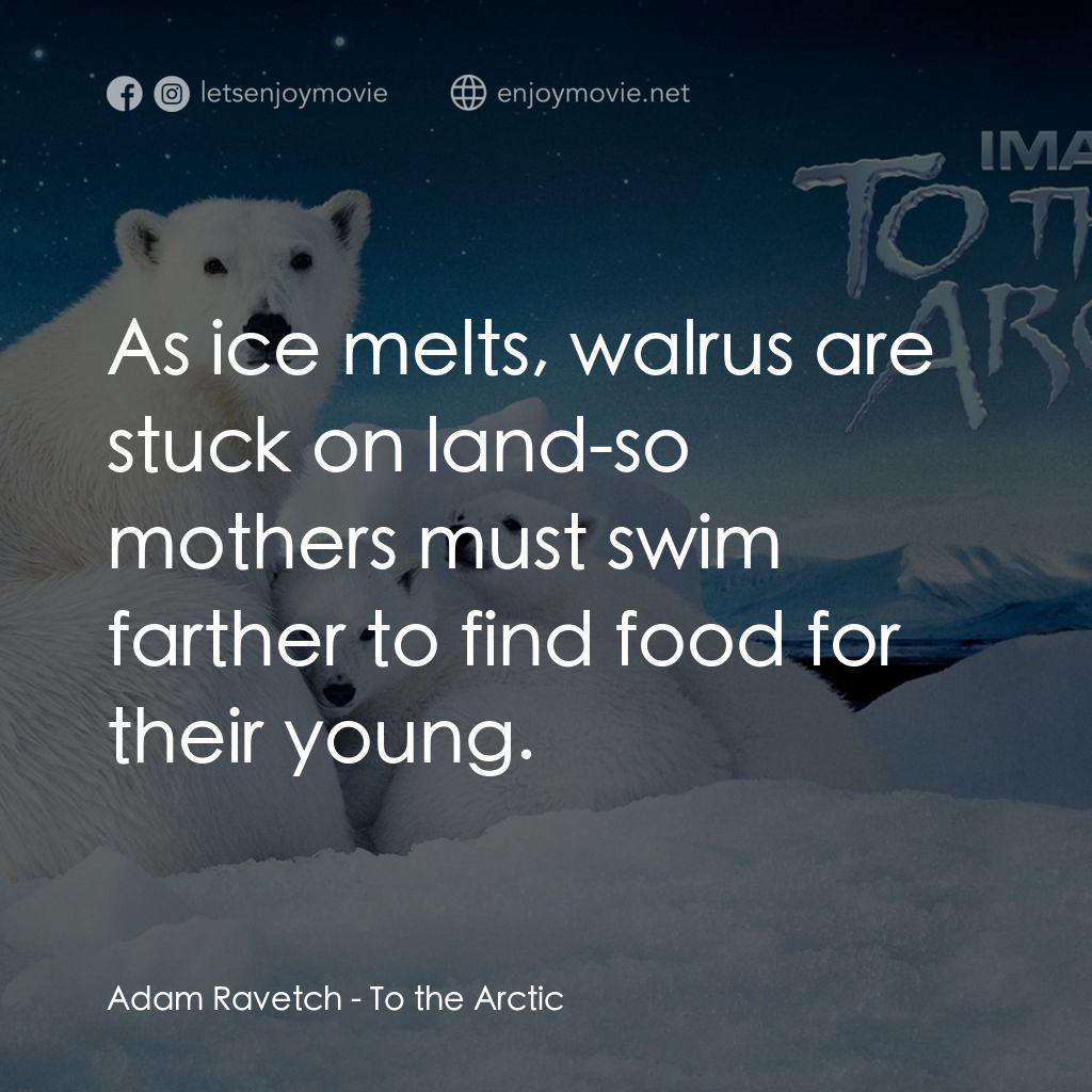 到北極去電影對白：Adam Ravetch: As ice melts, walrus are stuck on land-so mothers must swim farther
