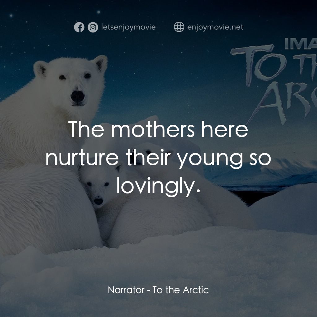 到北極去電影對白：Narrator: The mothers here nurture their young so lovingly.