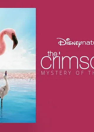 《紅色羽翼：火鶴之謎》電影海報