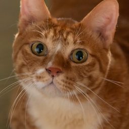 Geumdong-i 飾演 Meowmeow