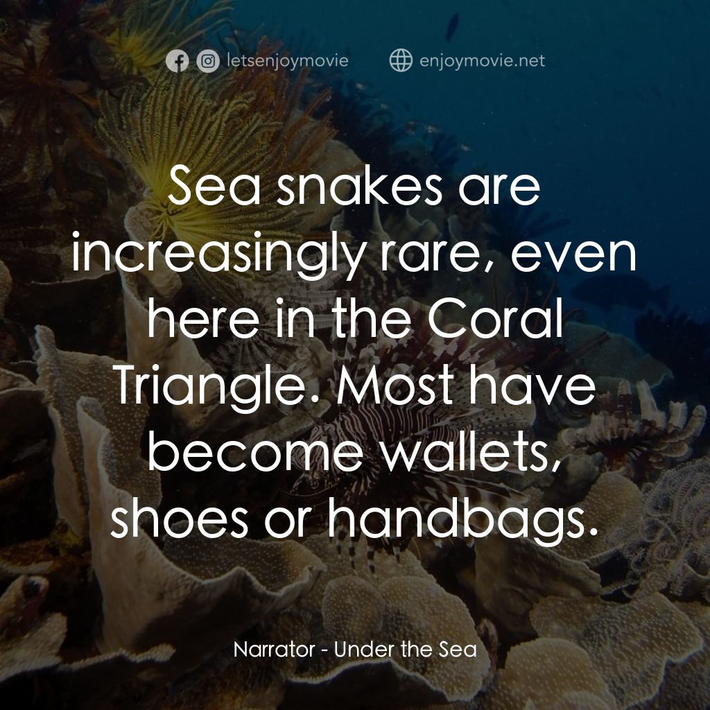 《- 海底世界》經典台詞：Narrator: Sea snakes are increasingly rare, even h ...