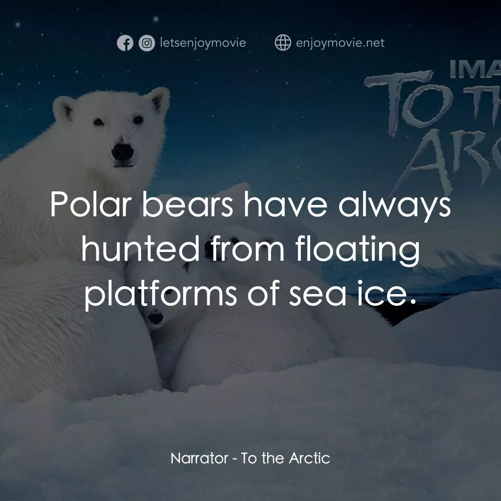 到北極去電影對白：Narrator: Polar bears have always hunted from floating platforms of sea ice.