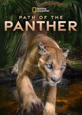 《Path of the Panther》電影海報
